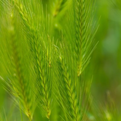 Grüne Woche in Berlin