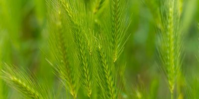Grüne Woche in Berlin