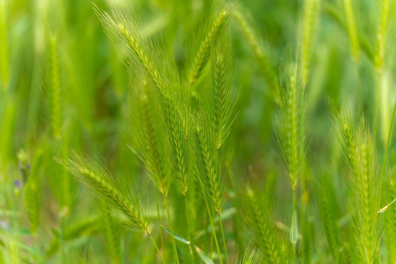 Grüne Woche in Berlin