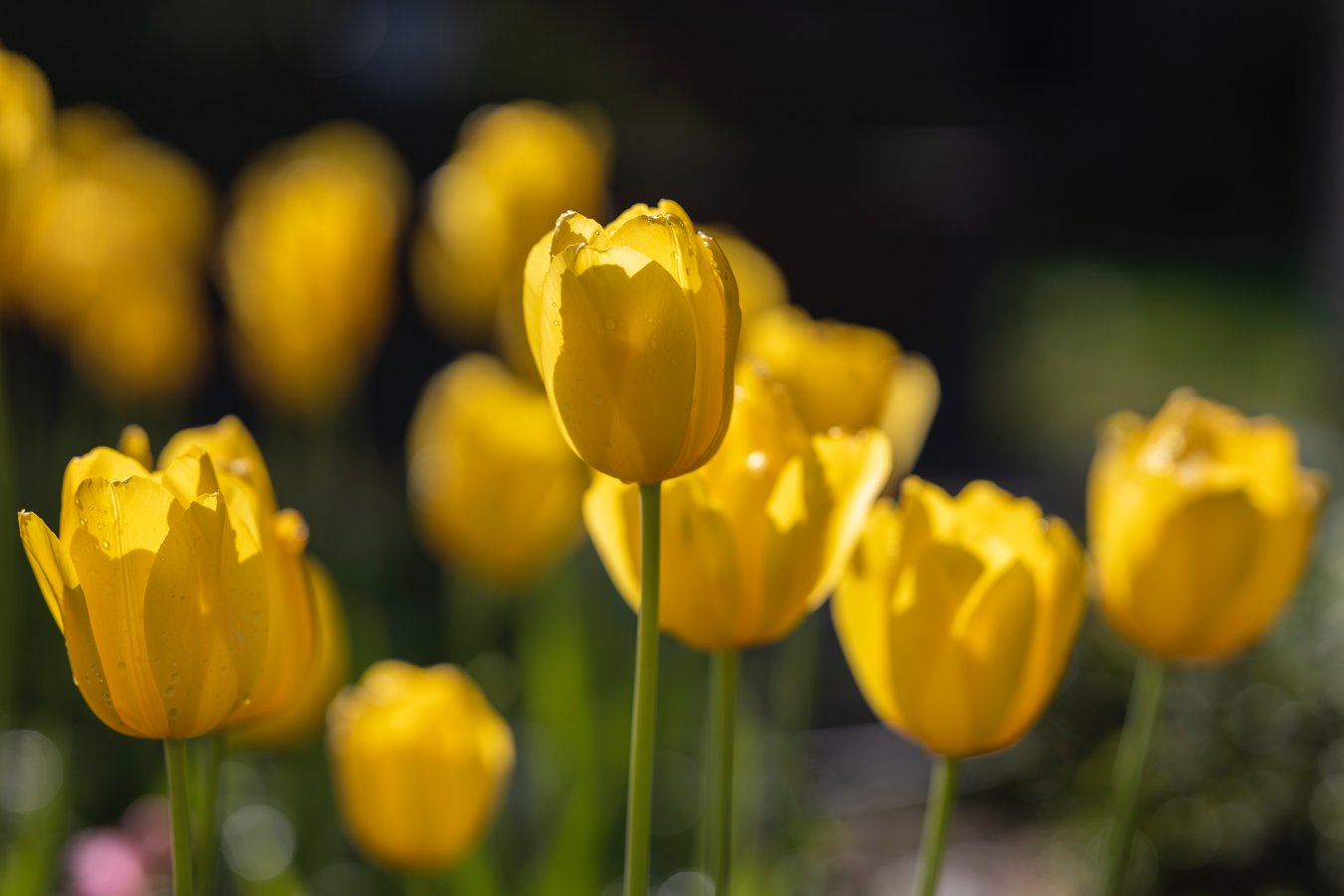 Tulpen in Berlin