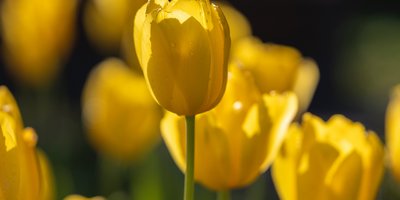 Tulpen in Berlin