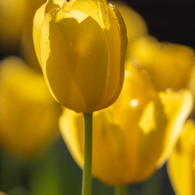 Tulpen in Berlin