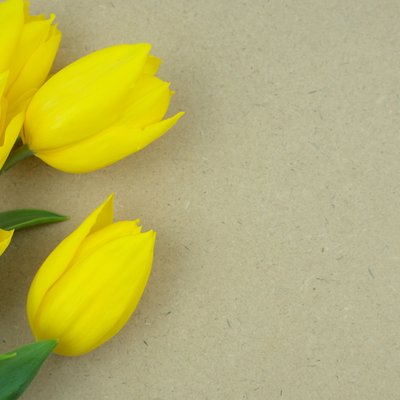 gelbe Tulpen zum Muttertag